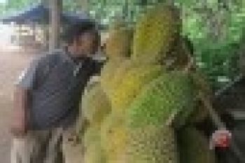 Wisatawan Asing Gemari Es Mutiara Durian