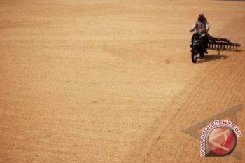 Produksi Padi Lampung Diprediksi Naik
