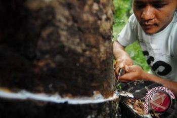 Produksi Karet Lampung Selatan Anjlok
