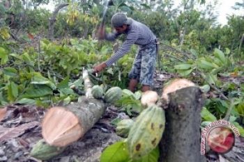 Harga Kakao Di Lampung Timur Bertahan Tinggi