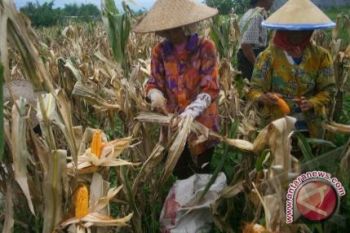 Lampung Barat Tingkatkan Produksi Jagung