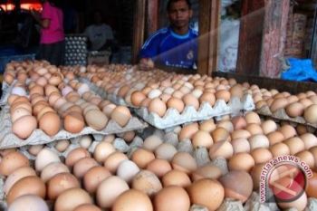 BPOM: telur palsu hoax