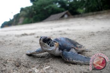 Populasi Penyu Di Lampung Barat terancam
