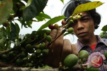 Petani Kopi Sambut Panen dengan Harga Tinggi 