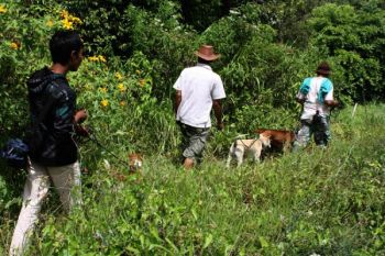 Warga libatkan polisi dalam buru babi yang serang petani