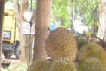 Lampung Barat Pasok Durian Ke Jawa