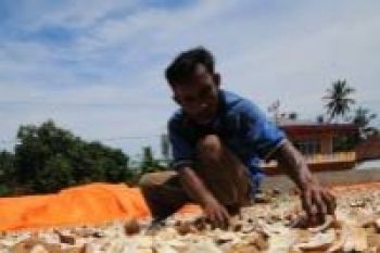 Hasil Perkebunan Lampung Membaik