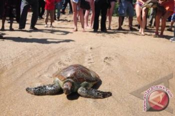 Habitat Penyu Pulau Sertung Belum Terkelola