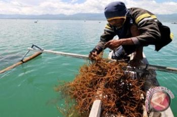 Lampung Barat Tawarkan Potensi Rumput Laut