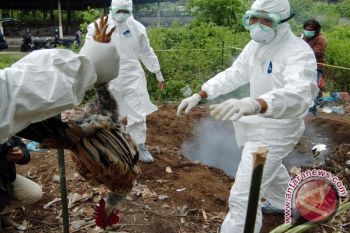 Waykanan Butuh Satu Juta Dosis Vaksin AI