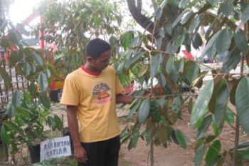 Bibit Durian 