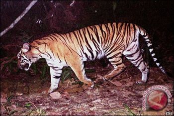Harimau Berkeliaran, Warga Terancam