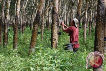 Lampung Timur Butuh Investor Pengolah Karet