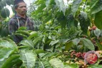 Lampung Barat Tingkatkan Produksi Kopi Organik 