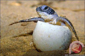 Pesisir Lampung Barat Marak Perdagangan Telur Penyu