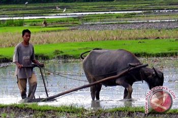 Petani Hentikan Kegiatan Hingga Musim Hujan