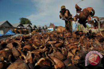 Harga Kopra Di Kendari Naik