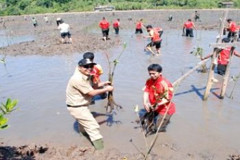 BUPATI TANAM MANGROVE