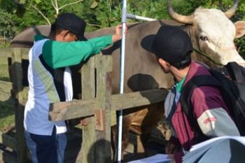 KONTES SAPI