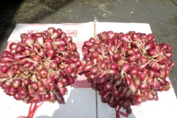 Pasokan Bawang Ke Lampung Tersendat