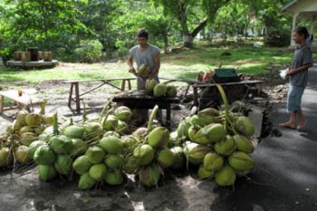 Penjualan Es Kelapa Muda Meningkat
