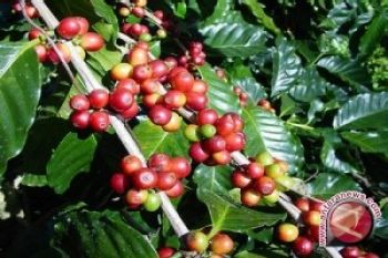 254 Ha Tanaman Kopi Di Waykanan Belum Berproduksi