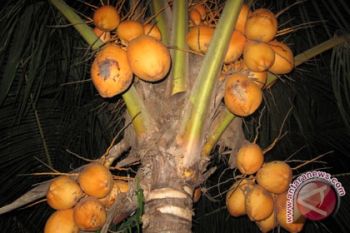 Permintaan Kelapa Lampung Barat Melonjak