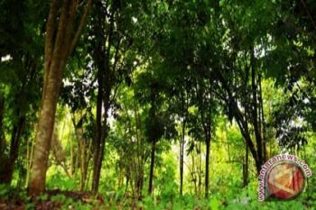 Kementrian Kehutanan nilai reklamasi PT NMR sukses