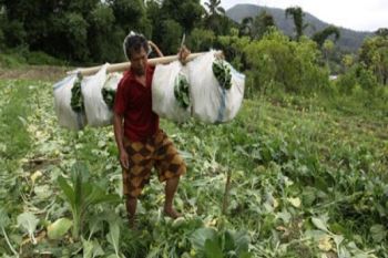 LAHAN PERTANIAN AMAN