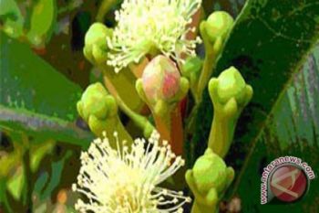 Harga Cengkih Tembus RP210 Ribu Per Kg