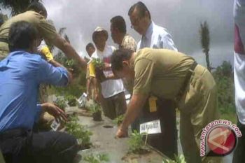 BI Fasilitasi Pengembangan Strawberry Organik Tomohon
