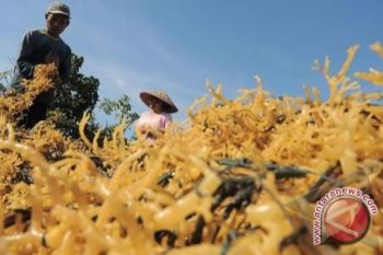 Sulut target rumput laut  400 ribu ton  di 2013