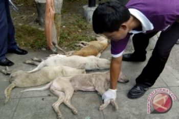 Di Mukomuko Ada 15 Ribu Ekor Anjing Liar