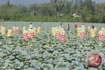 Budidaya Sayuran Organik di Bandarlampung Meningkat