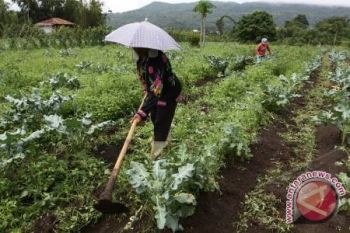 NTP Hortikultura Sulut Turun