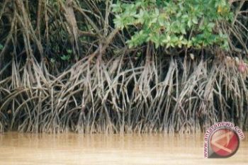 Tanaman Kakao Di Lampung Timur Diremajakan