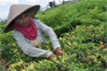 HARGA CABAI ANJLOK