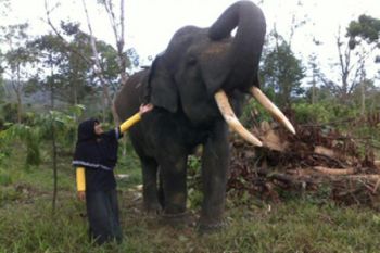 Gajah Jinak