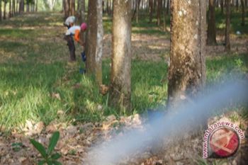 Harga Getah Karet di Lampung Naik