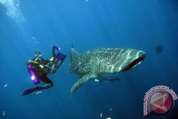 Shark fishing ban in Raja Ampat continues to be violated