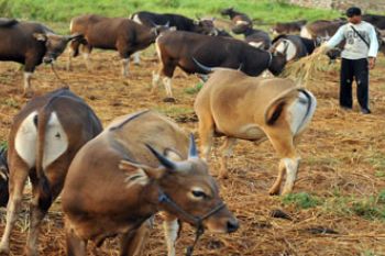 SAPI QURBAN