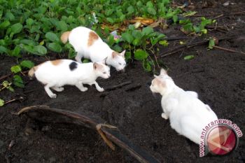  Lampung Selatan Imunisasi Rabies
