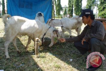 Ratusan ekor ternak kambing asal Lampung Tengah mati di Batam