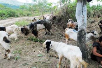 KAMBING KURBAN