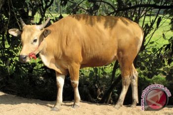 Penghasilan Pedagang Sapi Di Waykanan Meningkat 