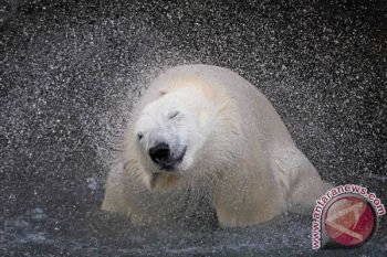 Norway plans to strengthen polar bear conservation