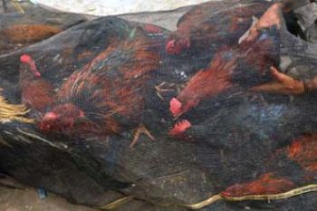 AYAM KAMPUNG