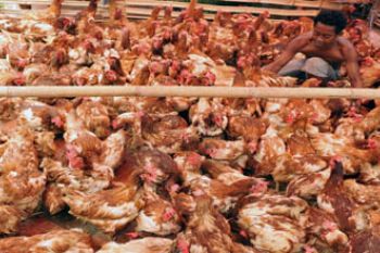 AYAM RAS