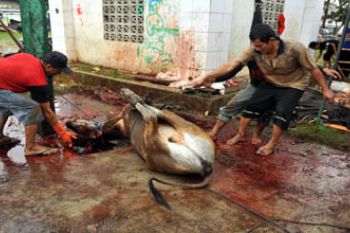 PENYEMBELIHAN HEWAN QURBAN
