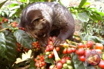 Pengusaha Diminta Tingkatkan Populasi Luwak